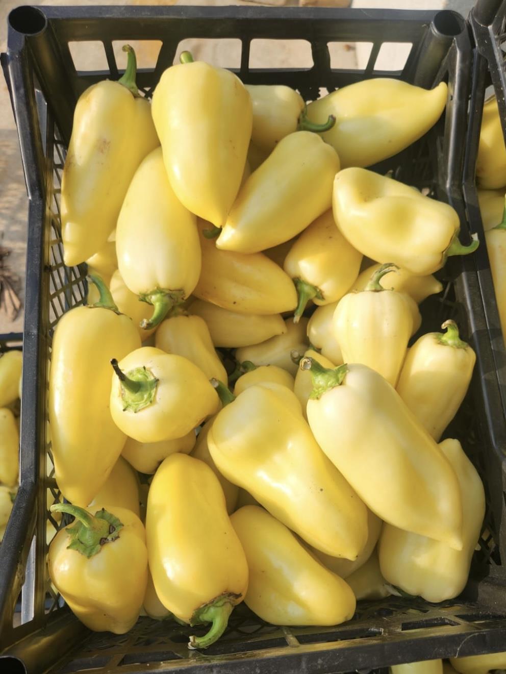 Somborka Paprika Frischgemüse scharf 5kg Kiste / Bestellanzahl = 1 Kiste