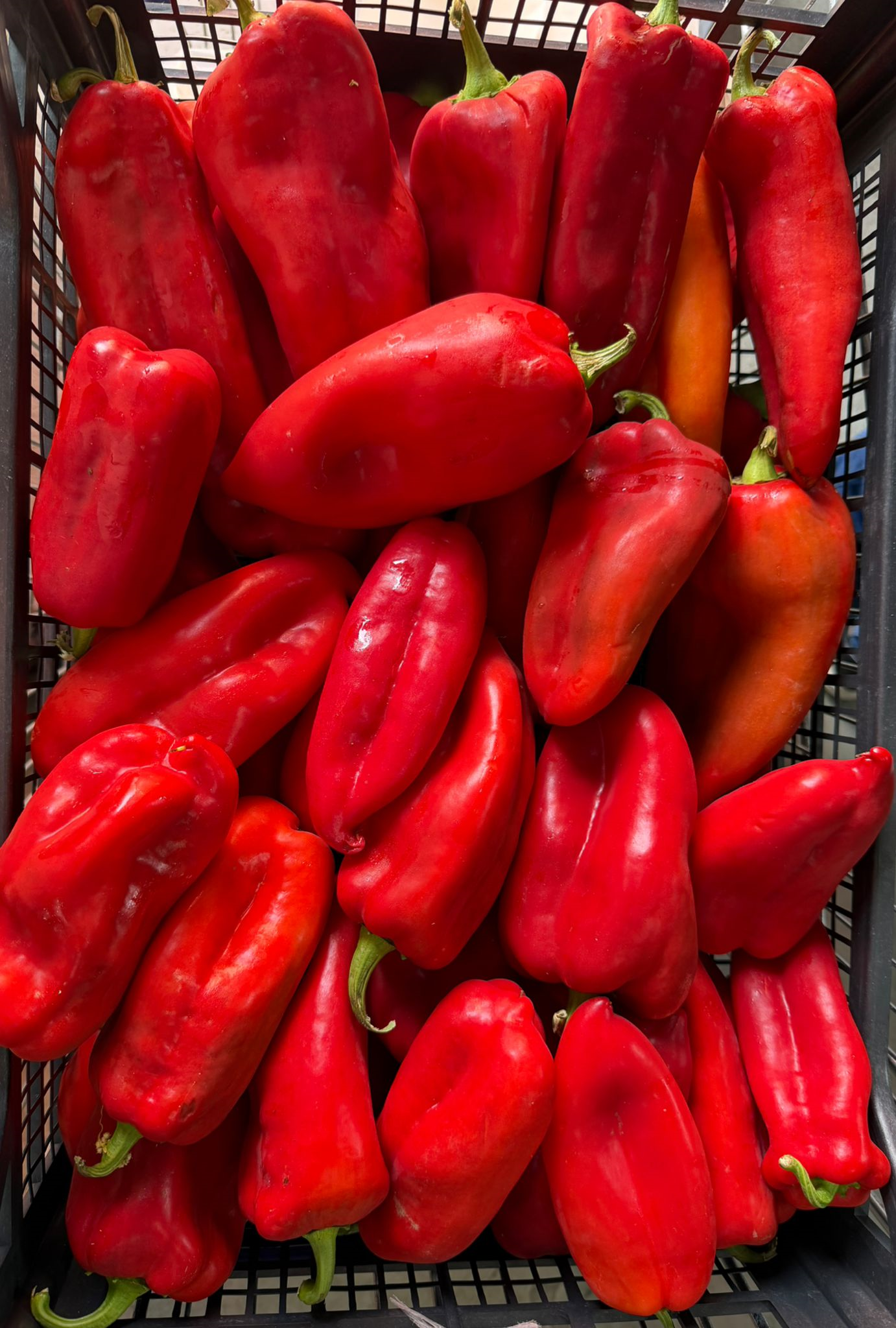 Rote milde Kapia Paprika Frischgemüse 1 Kiste=10kg Rote milde Kapia Paprika Frischgemüse 1 Kiste=10kg